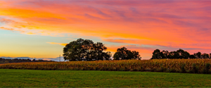 Gold Quill Spotlight: Helping Farmers Look Up and Live